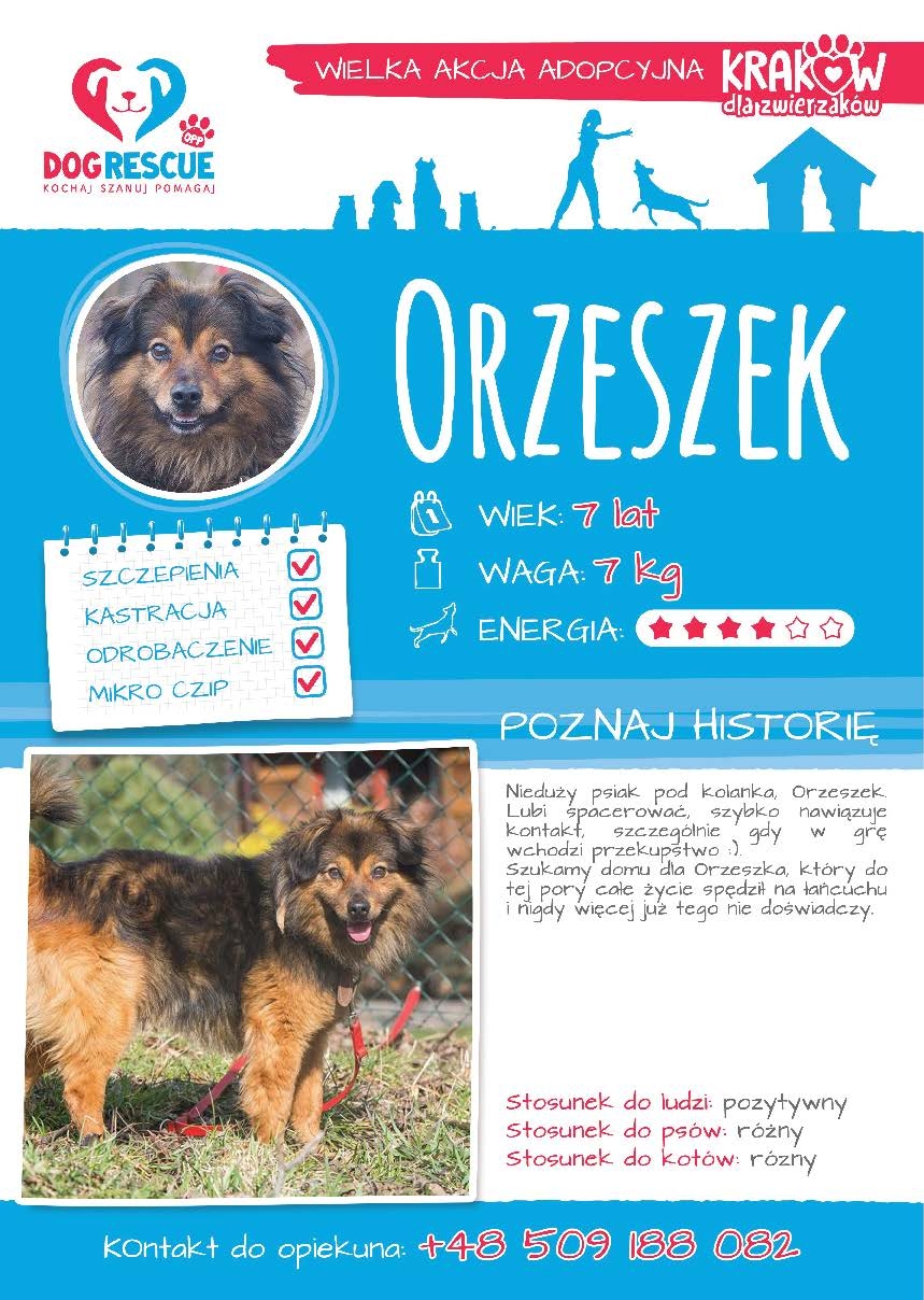 Orzeszek