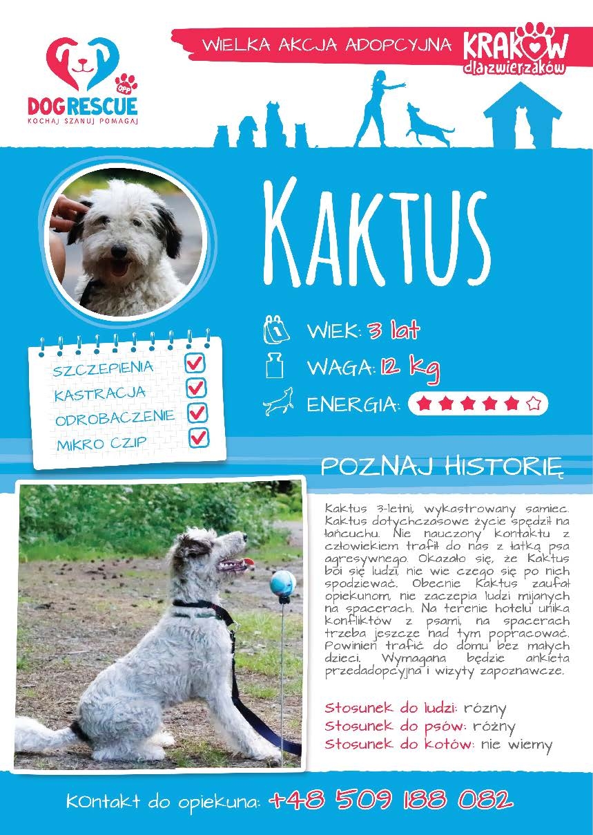 Kaktus