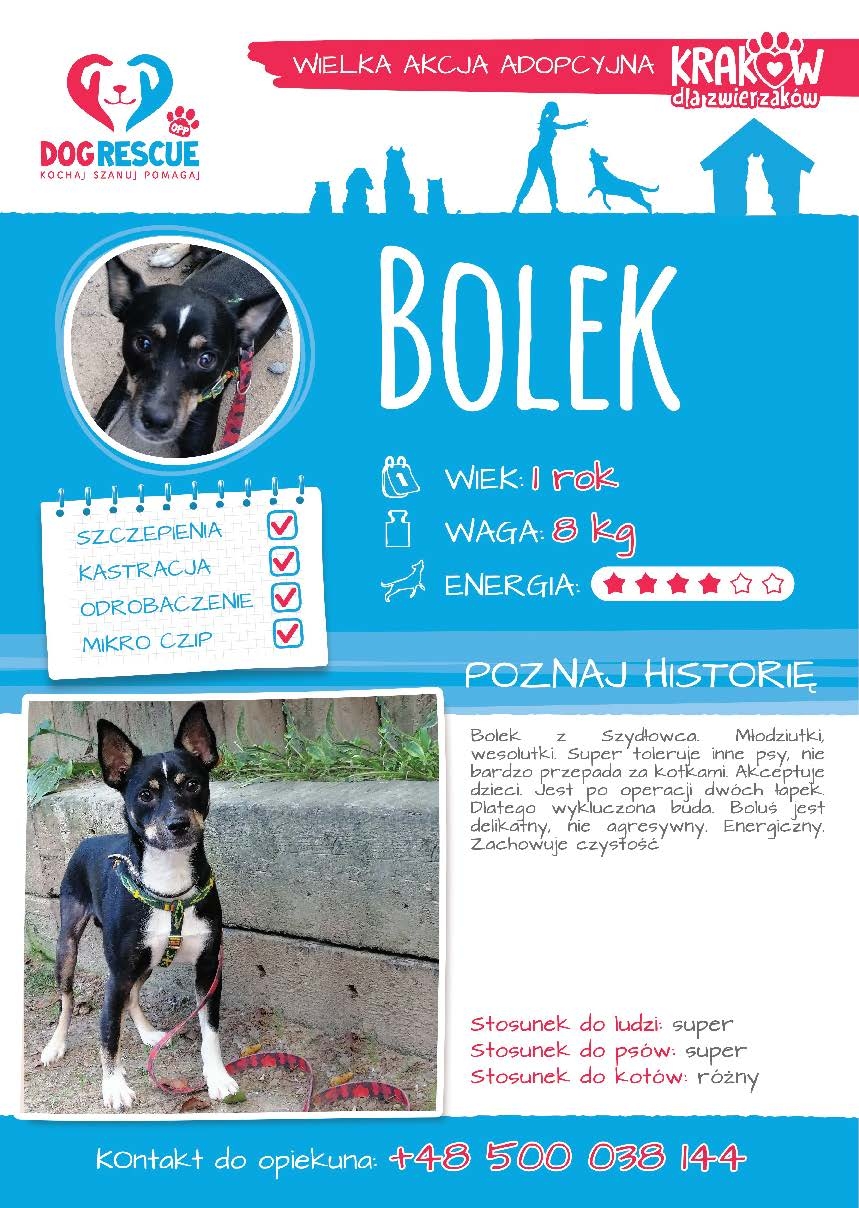 Bolek
