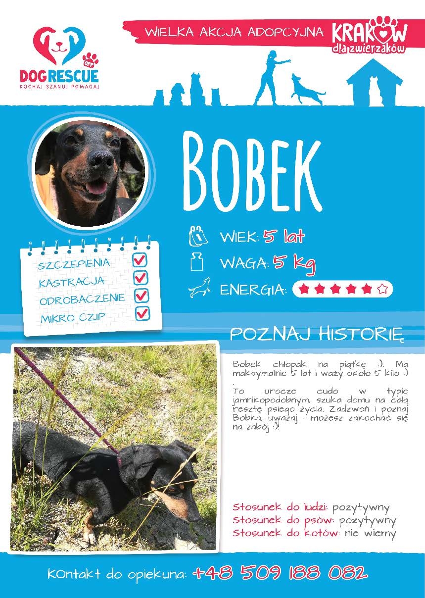 Bobek