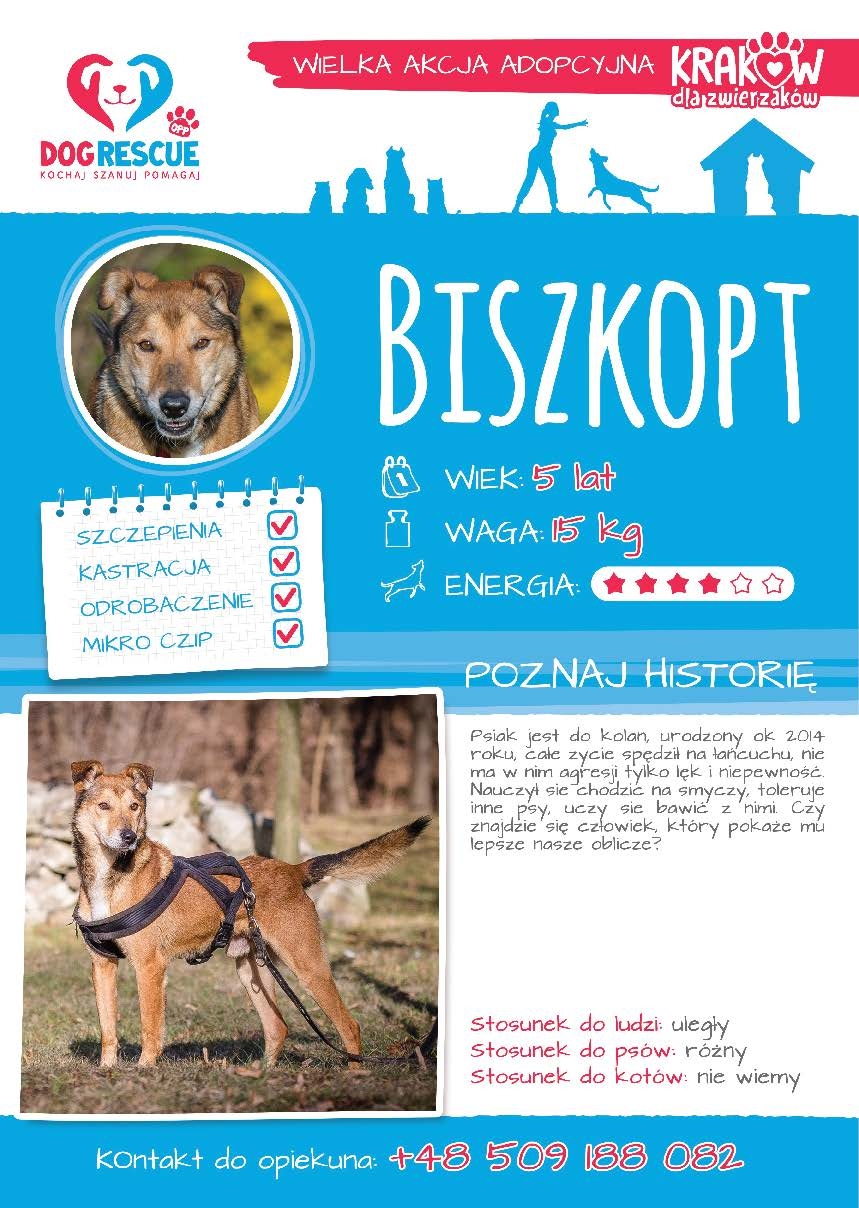 Biszkopt