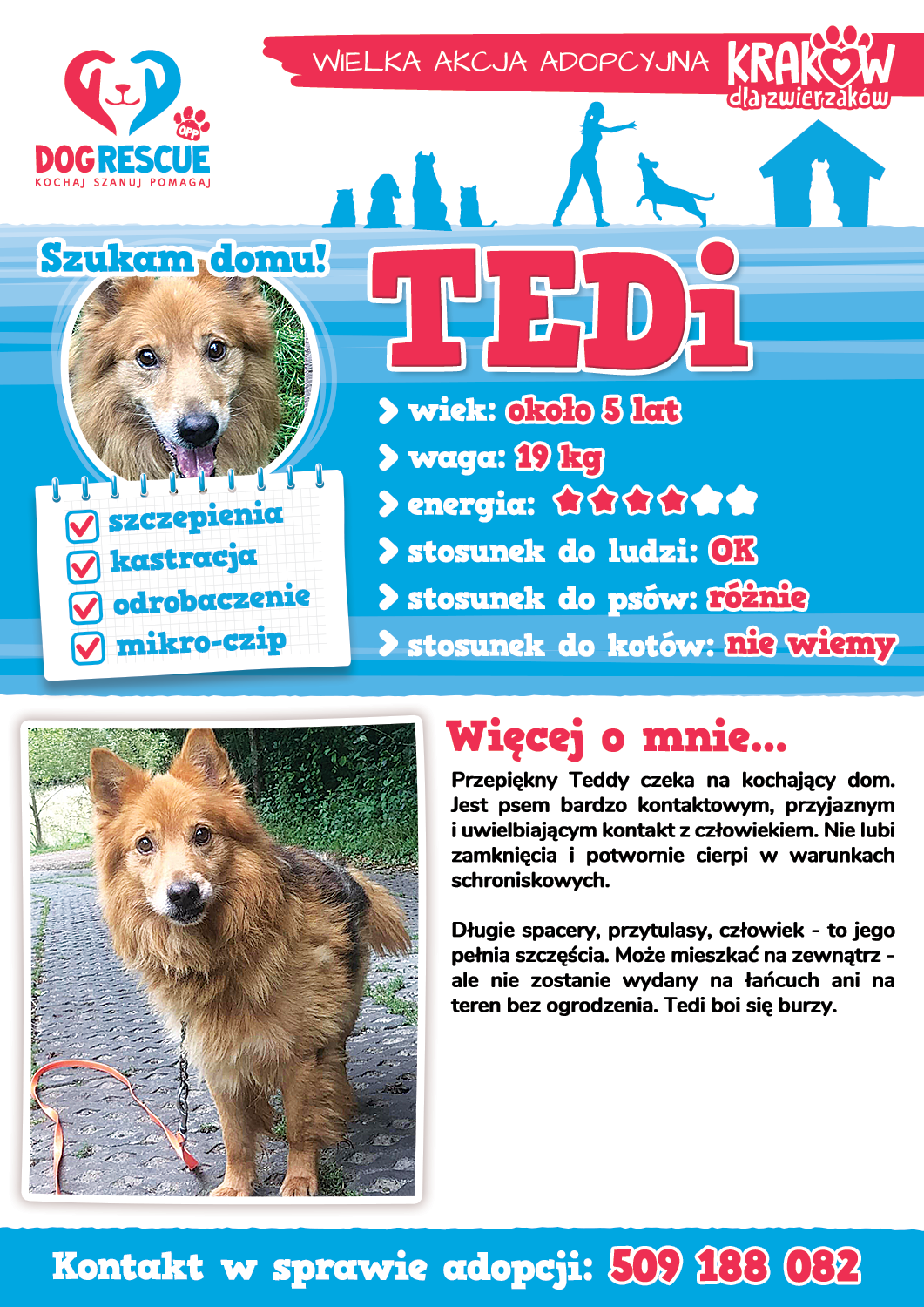 tedi